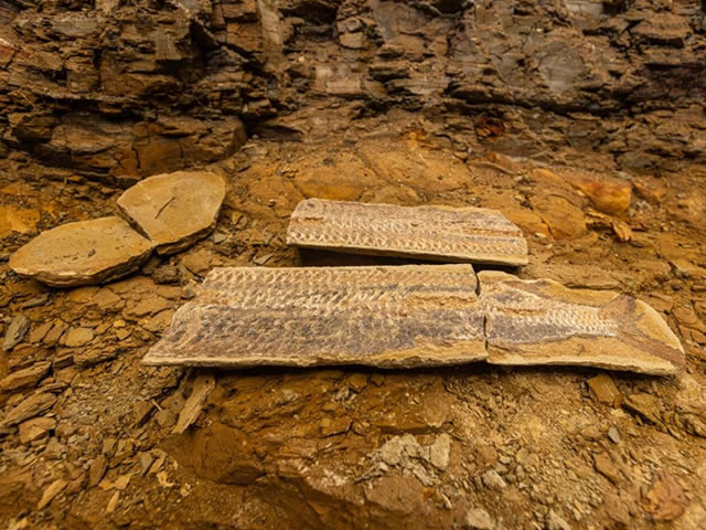 Centro Cultural do Cariri realiza mostra com mais de 400 fósseis da Chapada do Araripe