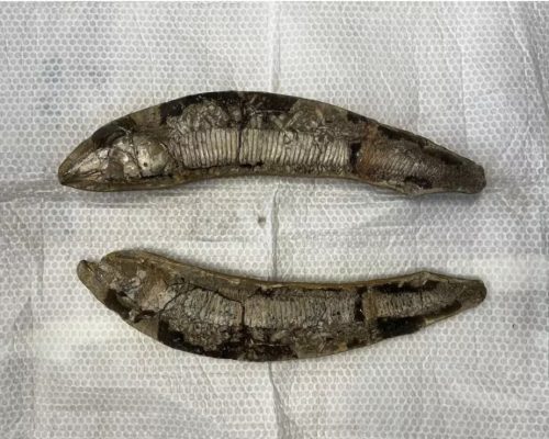 Fósseis retirados ilegalmente do Brasil retornam ao Cariri e reforçam acervo do Museu de Santana do Cariri