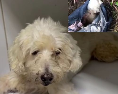 Cadela poodle é resgatada após ser abandonada com patas e focinho amarrados dentro de bolsa em Crato