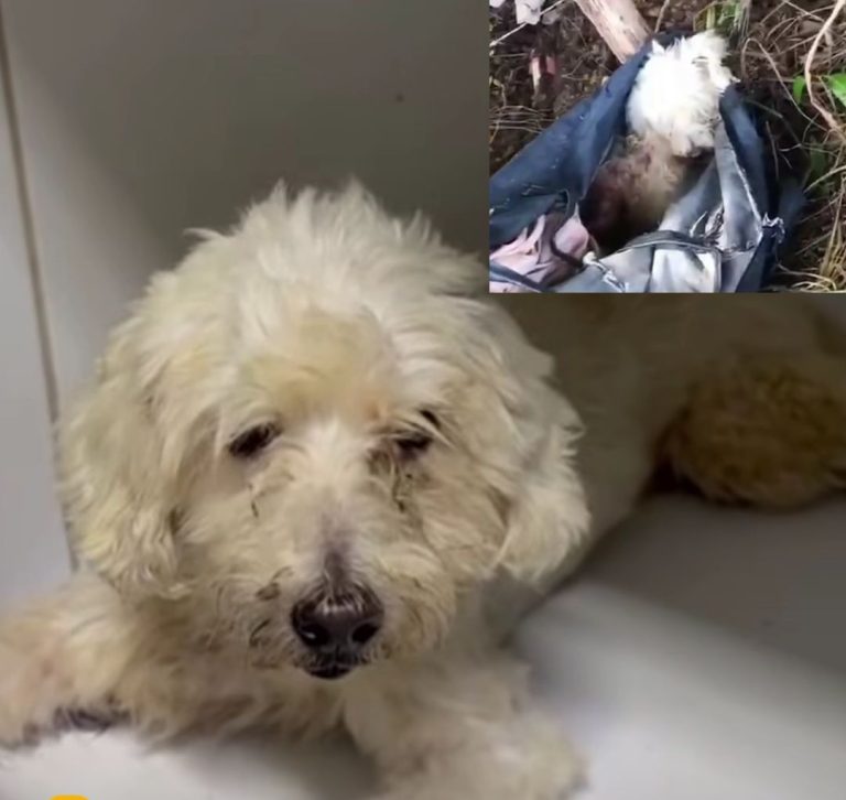 Cadela poodle é resgatada após ser abandonada com patas e focinho amarrados dentro de bolsa em Crato