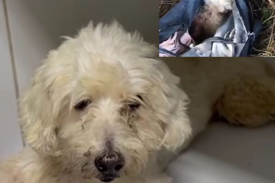 Cadela poodle é resgatada após ser abandonada com patas e focinho amarrados dentro de bolsa em Crato