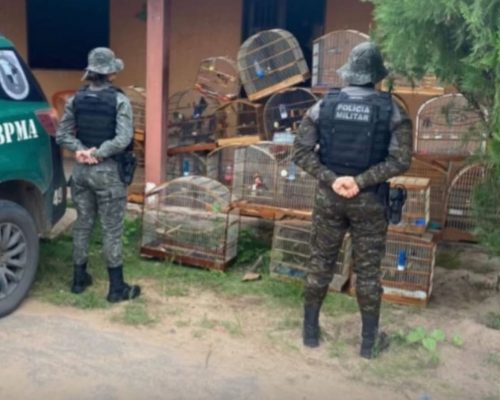 Polícia resgata 21 aves silvestres mantidas ilegalmente no Crato