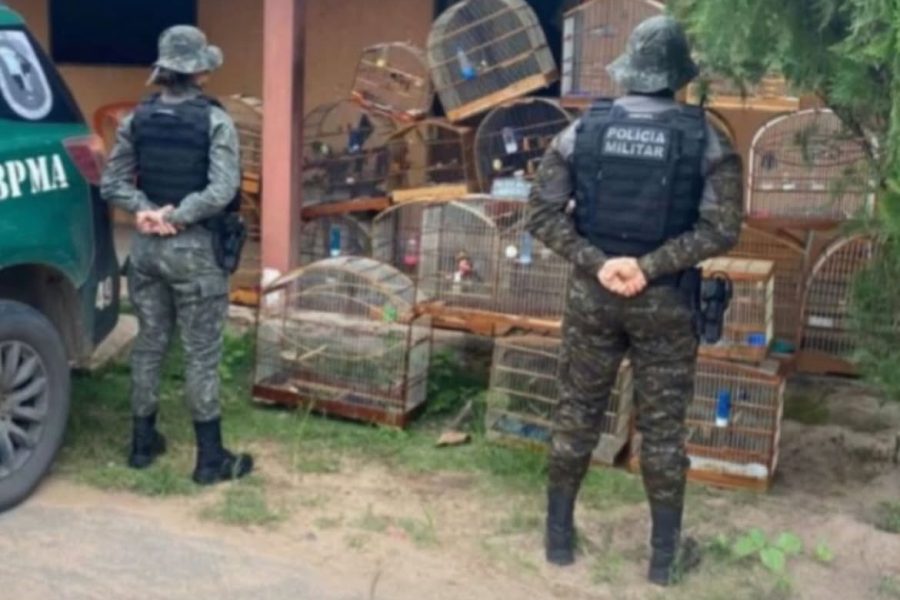Polícia resgata 21 aves silvestres mantidas ilegalmente no Crato