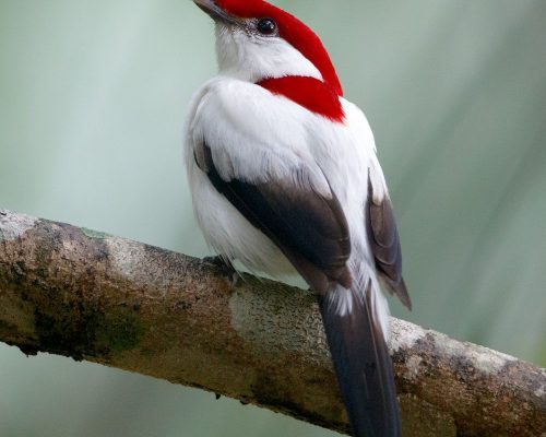 Câmara aprova projeto que torna soldadinho-do-araripe ave-símbolo oficial da Chapada do Araripe