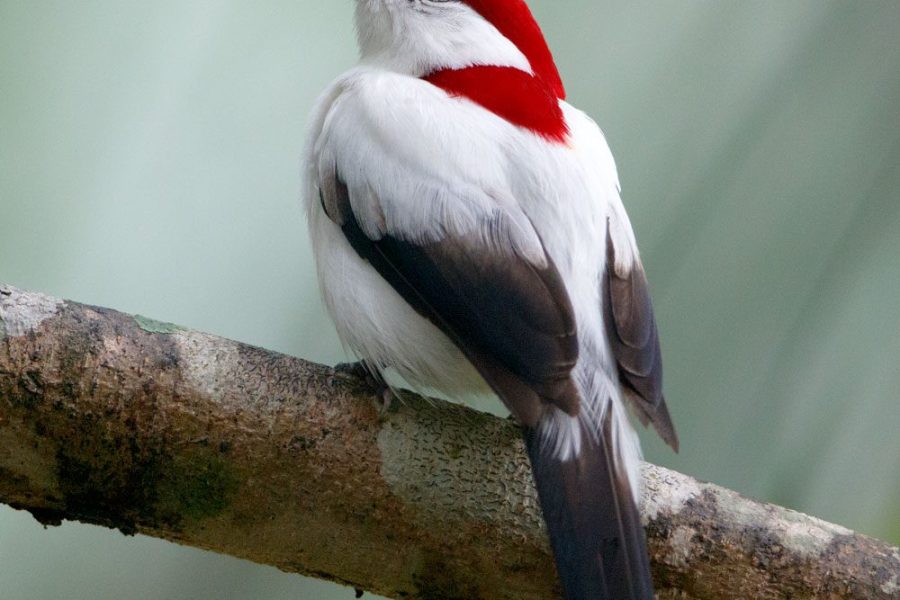 Câmara aprova projeto que torna soldadinho-do-araripe ave-símbolo oficial da Chapada do Araripe