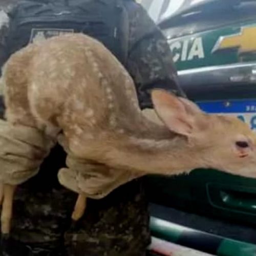 Filhote de veado-catingueiro é resgatado de cativeiro em Lavras da Mangabeira