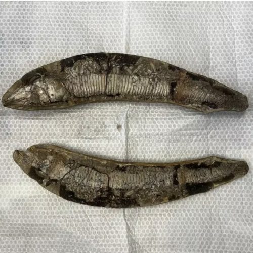 Peixes e répteis raros de até 120 milhões de anos que estavam na Europa foram repatriados e chegaram ao Cariri, no Ceará — Foto: Geopark Araripe/Divulgação