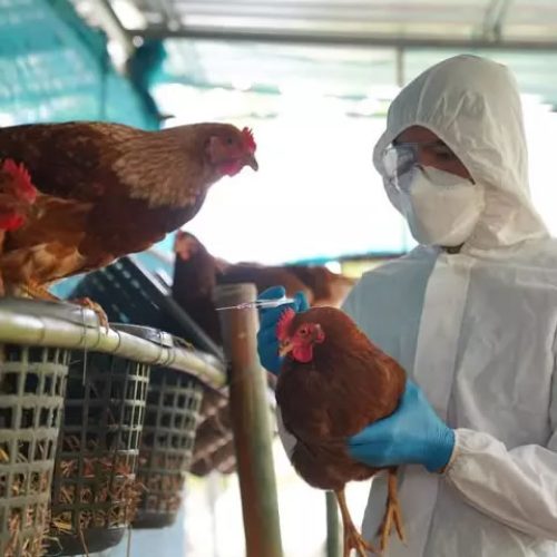 Foco de gripe aviária é confirmada no Mato Grosso