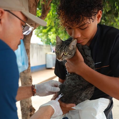 Sesau promove vacinação antirrábica no bairro Aeroporto nesta quinta, 10, em Juazeiro